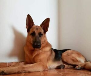 carlos
