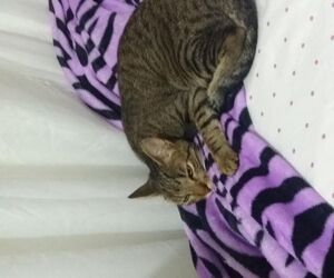 Emilio