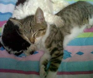 Andres