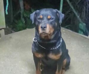 Migel